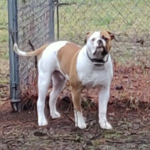 Meet your Posher, Antonio